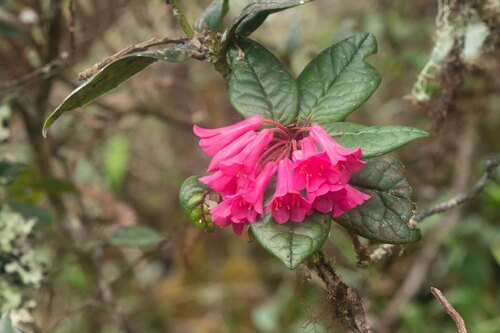 Rhododendron rugosum