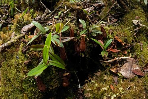 fringed pitcher-plant