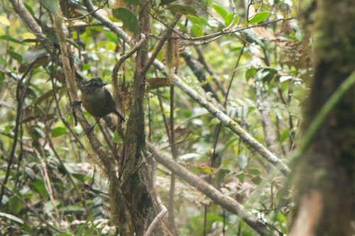 Mountain Wren-Babbler