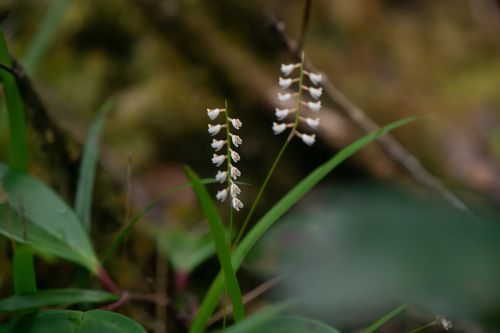 Dendrochilum muluense