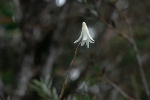 Dendrobium tridentatum