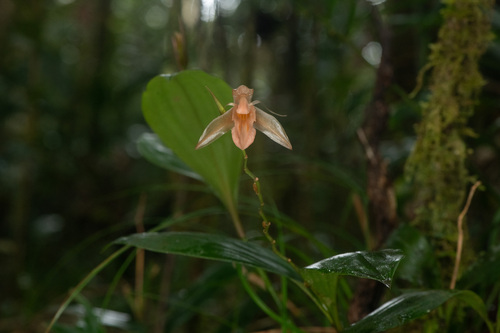 Coelogyne cuprea