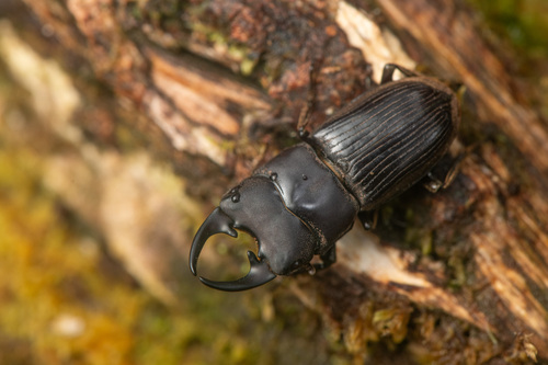 Aegus kinabalensis