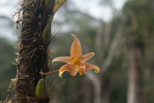 Bulbophyllum lobbii lobbii