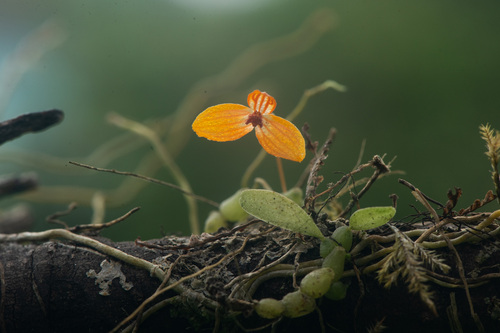 Bulbophyllum chanii