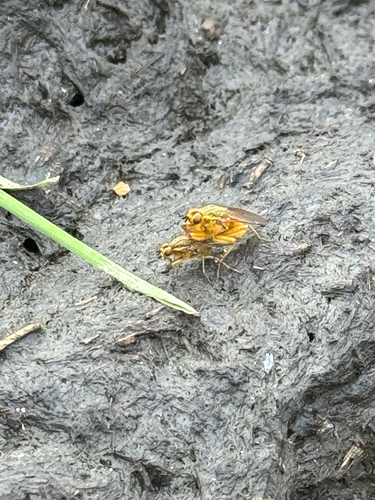 Unknown species found near Humboldt County, US-CA, US