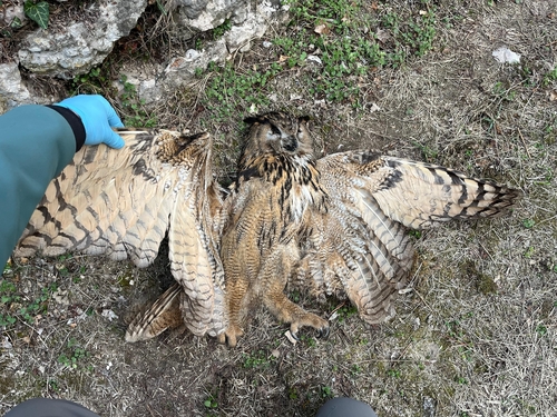 View observation of {o.common_name} on iNaturalist