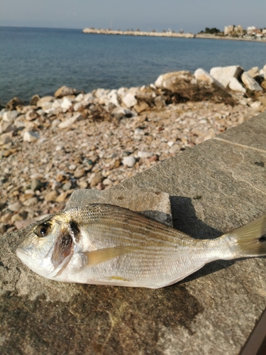 Sparus aurata
