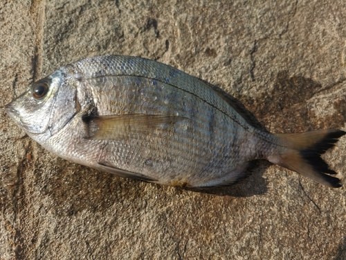 Diplodus puntazzo