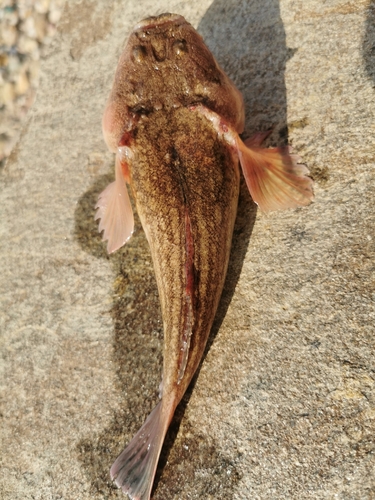 Uranoscopus scaber