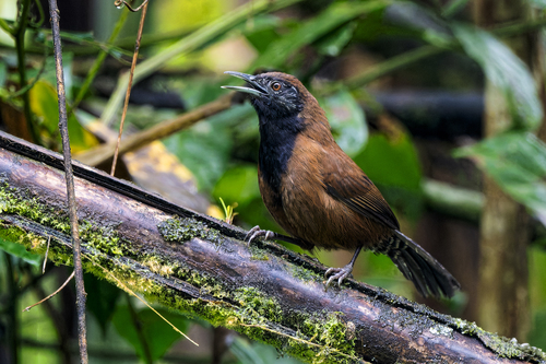 Black-throated Wren
