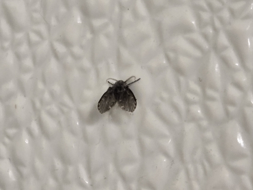 Unknown species found near Evelyn Byrd Ave. @ Forbes Crossing (North), Harrisonburg, VA 22801, USA