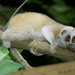 Bengal Slow Loris - Photo (c) HUANG QIN, all rights reserved, uploaded by HUANG QIN