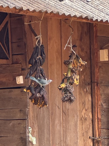 Sayaca Tanager