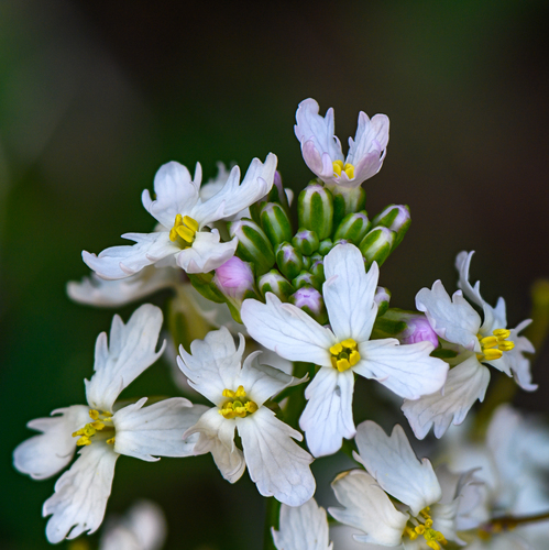 Dryopetalon