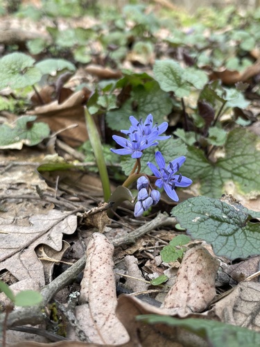 Alpine Squill