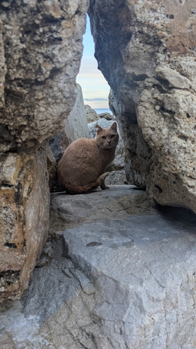 Avistamiento Gato montés (Sierra Nevada)