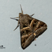 Melipotis trujillensis - Photo 由 Diego Balbuena 所上傳的 (c) Diego Balbuena，保留所有權利