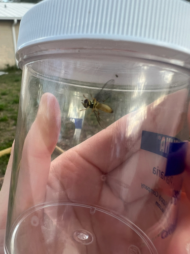 Unknown species found near N Otis Ave, Tampa, FL, US