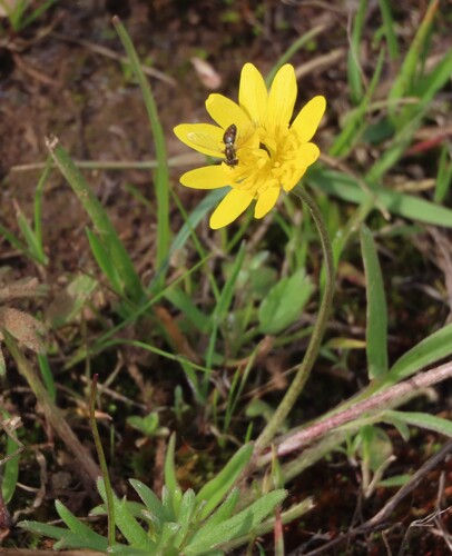 Unknown species found near Farm Hills, Redwood City, CA, USA