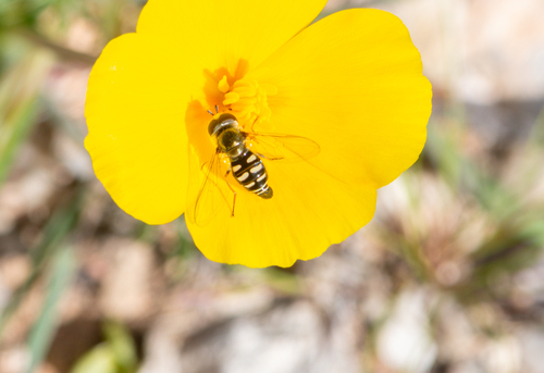 Unknown species found near Clark County, NV, USA