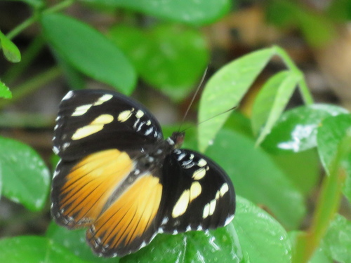 Forest Glade Nymph