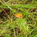 Syngonanthus caulescens - Photo (c) Rafael Acuña, todos los derechos reservados, subido por Rafael Acuña