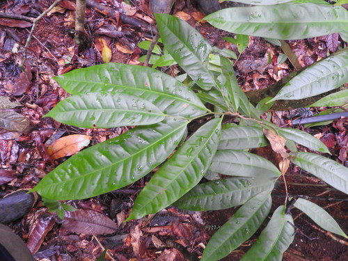 Surianaceae image
