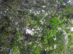 Image of Phyllonoma ruscifolia