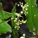 Phyllonoma ruscifolia - Photo (c) Rafael Acuña, all rights reserved, uploaded by Rafael Acuña