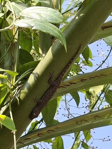 Asian House Gecko