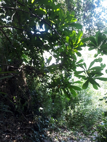 Anacardium excelsum - Leaves