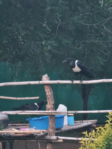 Pied Crow