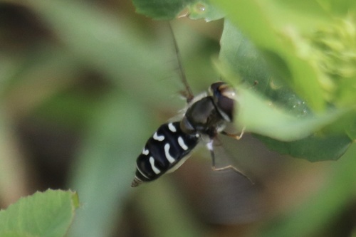 Unknown species found near Santa Barbara County, US-CA, US