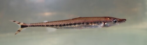 Phago loricatus