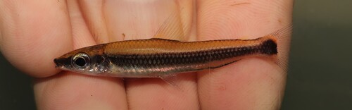 Nannocharax latifasciatus