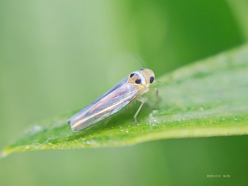 Gambialoa