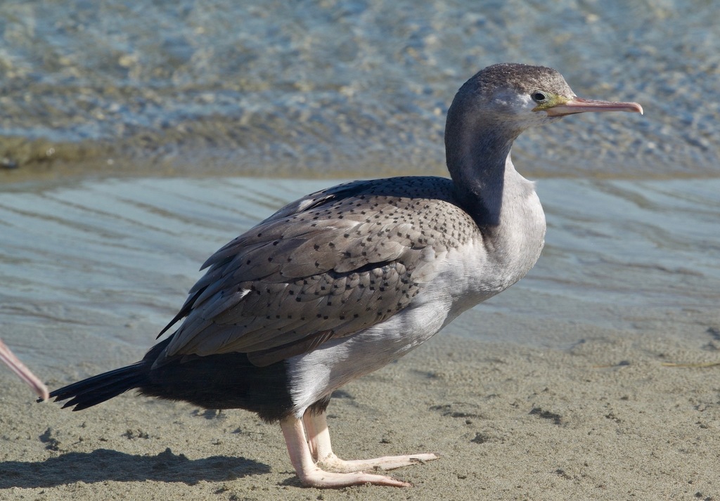 Spotted Shag (Phalacrocorax punctatus) · iNaturalist