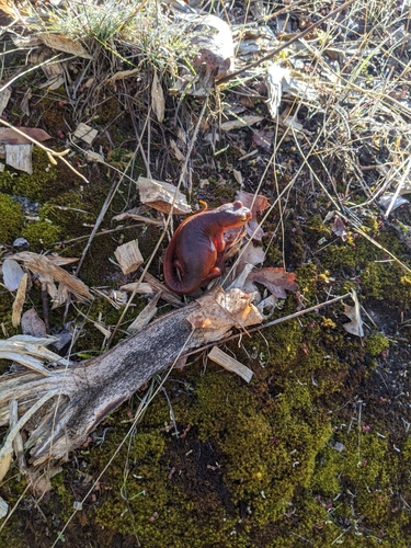iNaturalist observation photo of Sierra Newt