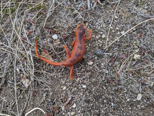 iNaturalist observation photo of Sierra Newt