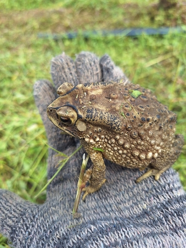 Asian Common Toad