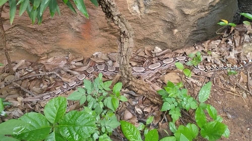 Boa Constrictor