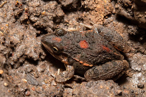 Oven Frog