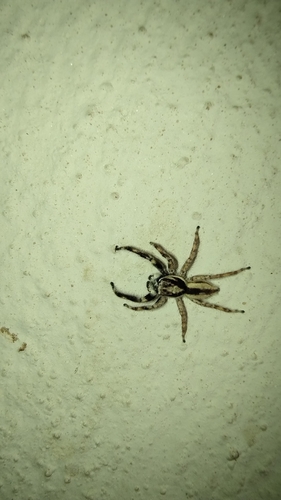 Gray Wall Jumping Spider