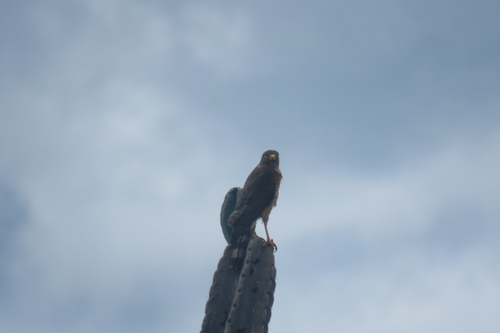 Roadside Hawk