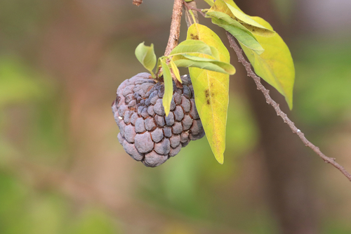 Sweetsop