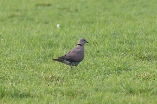 Red Collared-Dove