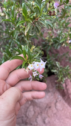 Ixorhea tschudiana