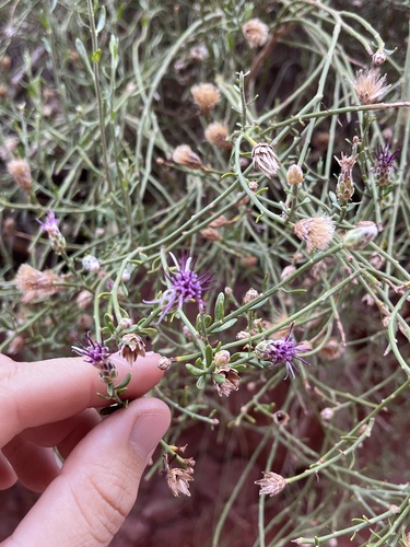 Aphyllocladus spartioides