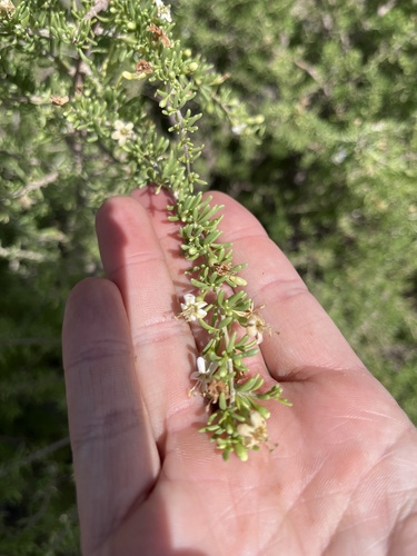 Lycium tenuispinosum